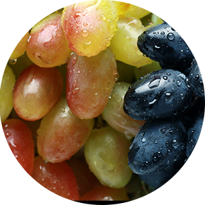 Fruit/Veg. Process Line