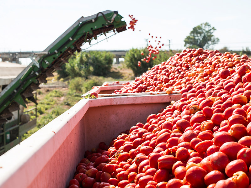 Tomato Juice Project
